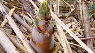 P_20200526_131058.jpg